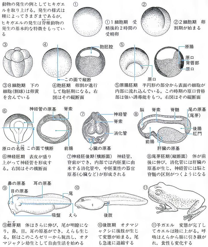 発生とは - コトバンク
