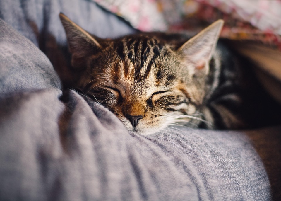 猫, 家畜, 睡眠, 飼い猫, 動物, 残りの部分, リラクゼーション, リラックス, 夢, 疲れた, サバ