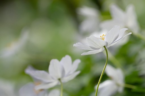 ウッド アネモネ, 花, 植物, アネモネ, アネモネ Nemorosa